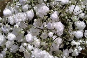 Is Baby's Breath Cheap? Price Guide + Alternatives Baby Care 101: Essential Tips for Happy, Healthy Babies Is Baby's Breath Cheap? Price Guide + Alternatives | Baby Care 101: Essential Tips for Happy, Healthy Babies