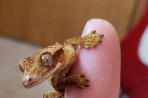 Cuteness Overload: Baby Crested Gecko Care Guide | Baby Care 101: Essential Tips for Happy, Healthy Babies
