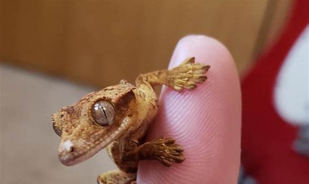 Cuteness Overload: Baby Crested Gecko Care Guide Baby Care 101: Essential Tips for Happy, Healthy Babies Cuteness Overload: Baby Crested Gecko Care Guide | Baby Care 101: Essential Tips for Happy, Healthy Babies