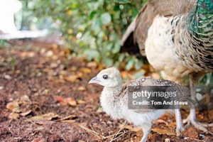 Vintage Peachicks: Baby Peacock Before 2009 - Evolution! | Baby Care 101: Essential Tips for Happy, Healthy Babies