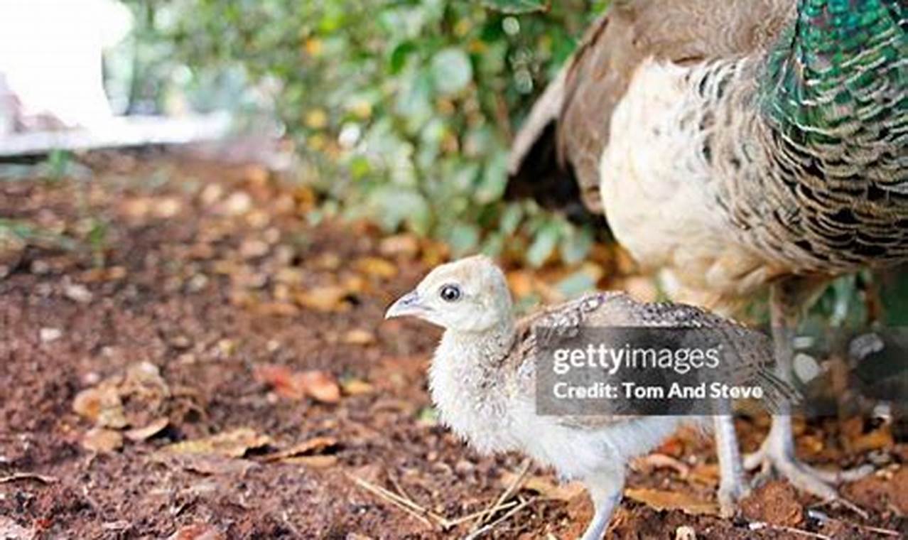 Vintage Peachicks: Baby Peacock Before 2009 - Evolution! Baby Care 101: Essential Tips for Happy, Healthy Babies Vintage Peachicks: Baby Peacock Before 2009 - Evolution! | Baby Care 101: Essential Tips for Happy, Healthy Babies