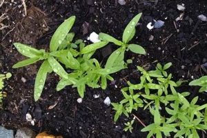 Grow Thriving Baby's Breath Seedlings: Expert Tips Baby Care 101: Essential Tips for Happy, Healthy Babies Grow Thriving Baby's Breath Seedlings: Expert Tips | Baby Care 101: Essential Tips for Happy, Healthy Babies