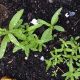Grow Thriving Baby's Breath Seedlings: Expert Tips | Baby Care 101: Essential Tips for Happy, Healthy Babies