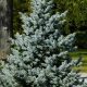 Baby Blue Spruce Height: Growth &amp; Size Guide | Baby Care 101: Essential Tips for Happy, Healthy Babies