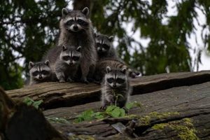 Raccoon Babies: When Do Raccoons Have Babies? Care Tips Baby Care 101: Essential Tips for Happy, Healthy Babies Raccoon Babies: When Do Raccoons Have Babies? Care Tips | Baby Care 101: Essential Tips for Happy, Healthy Babies
