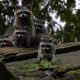Raccoon Babies: When Do Raccoons Have Babies? Care Tips | Baby Care 101: Essential Tips for Happy, Healthy Babies