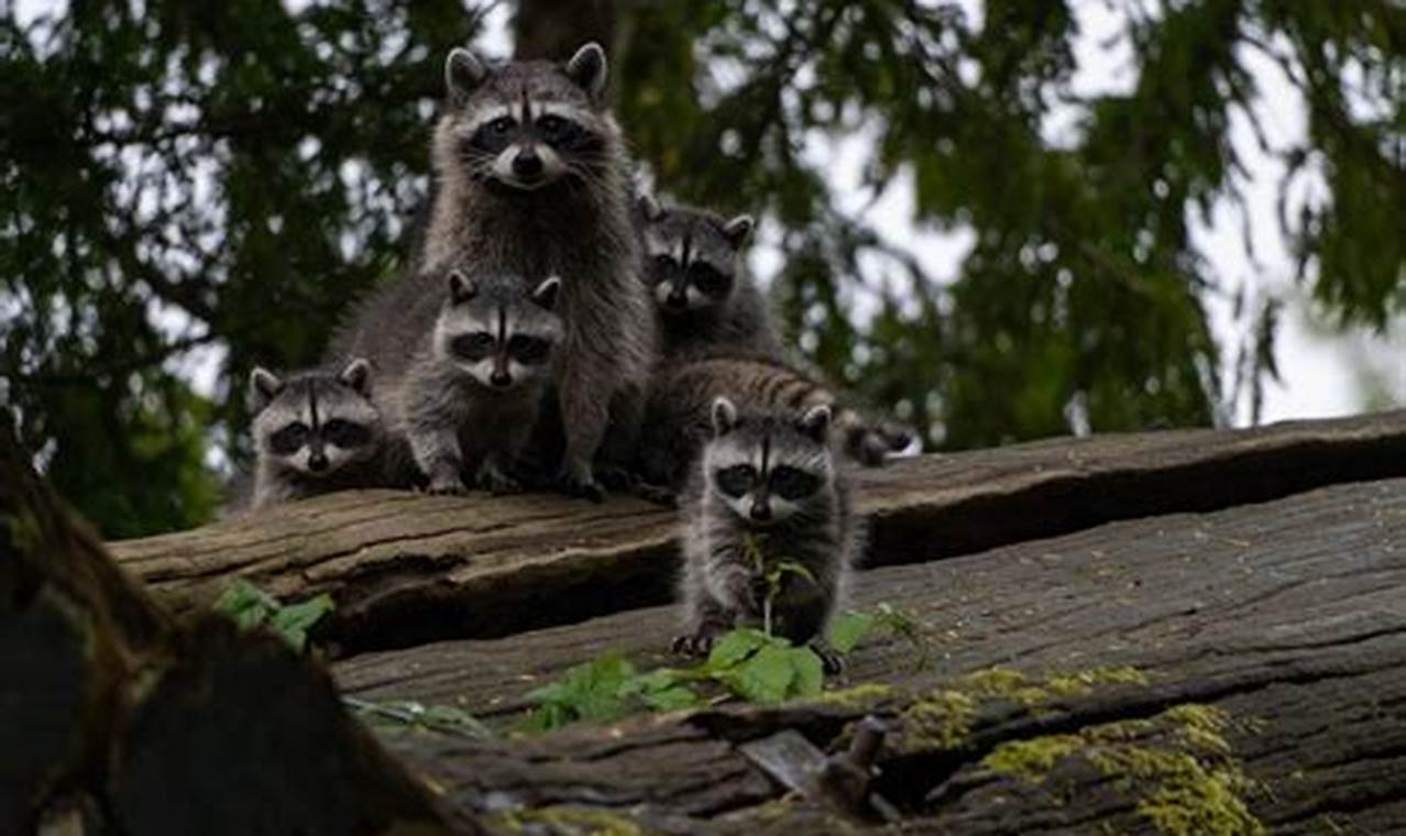 Raccoon Babies: When Do Raccoons Have Babies? Care Tips Baby Care 101: Essential Tips for Happy, Healthy Babies Raccoon Babies: When Do Raccoons Have Babies? Care Tips | Baby Care 101: Essential Tips for Happy, Healthy Babies