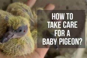 Baby Pigeon Care: A Complete Guide on How to Take Care Baby Care 101: Essential Tips for Happy, Healthy Babies Baby Pigeon Care: A Complete Guide on How to Take Care | Baby Care 101: Essential Tips for Happy, Healthy Babies