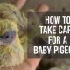 Baby Pigeon Care: A Complete Guide on How to Take Care | Baby Care 101: Essential Tips for Happy, Healthy Babies