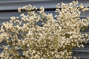 Buy Dry Baby's Breath: Airy & Long-Lasting Decor Baby Care 101: Essential Tips for Happy, Healthy Babies Buy Dry Baby's Breath: Airy & Long-Lasting Decor | Baby Care 101: Essential Tips for Happy, Healthy Babies