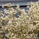 Buy Dry Baby's Breath: Airy & Long-Lasting Decor | Baby Care 101: Essential Tips for Happy, Healthy Babies