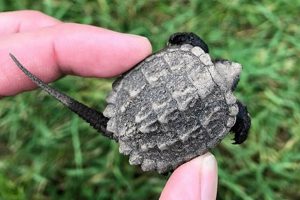 Babies' Guide: What *Do* Snapping Turtles Eat? + Tips! Baby Care 101: Essential Tips for Happy, Healthy Babies Babies' Guide: What *Do* Snapping Turtles Eat? + Tips! | Baby Care 101: Essential Tips for Happy, Healthy Babies