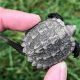 Babies' Guide: What *Do* Snapping Turtles Eat? + Tips! | Baby Care 101: Essential Tips for Happy, Healthy Babies