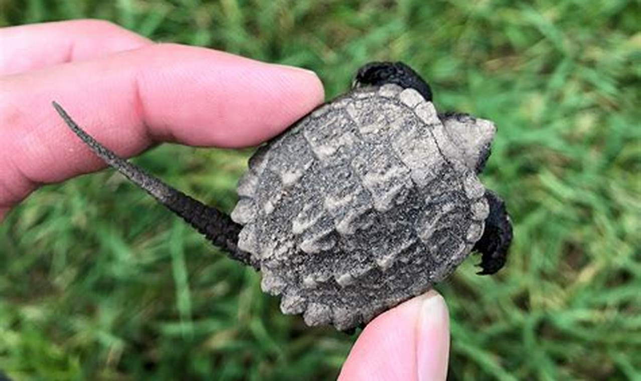 Babies' Guide: What *Do* Snapping Turtles Eat? + Tips! Baby Care 101: Essential Tips for Happy, Healthy Babies Babies' Guide: What *Do* Snapping Turtles Eat? + Tips! | Baby Care 101: Essential Tips for Happy, Healthy Babies