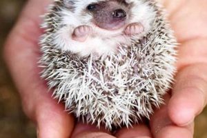 Why We're All Saying "OMG Look At This Baby Hedgehog!" Baby Care 101: Essential Tips for Happy, Healthy Babies Why We're All Saying "OMG Look At This Baby Hedgehog!" | Baby Care 101: Essential Tips for Happy, Healthy Babies