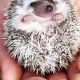 Why We're All Saying "OMG Look At This Baby Hedgehog!" | Baby Care 101: Essential Tips for Happy, Healthy Babies