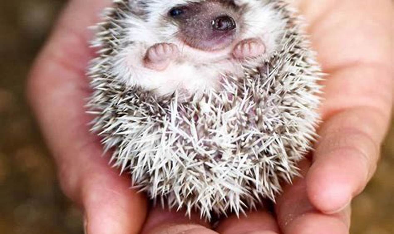 Why We're All Saying "OMG Look At This Baby Hedgehog!" Baby Care 101: Essential Tips for Happy, Healthy Babies Why We're All Saying "OMG Look At This Baby Hedgehog!" | Baby Care 101: Essential Tips for Happy, Healthy Babies
