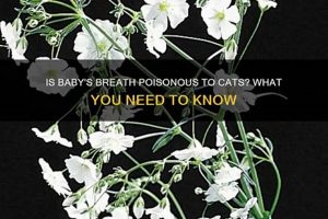 Protect Your Cat: Is Baby's Breath Poisonous? Safe Flowers Baby Care 101: Essential Tips for Happy, Healthy Babies Protect Your Cat: Is Baby's Breath Poisonous? Safe Flowers | Baby Care 101: Essential Tips for Happy, Healthy Babies