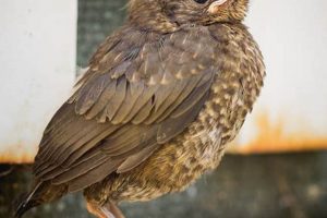 All About Baby Starling Care: Guide + Tips Baby Care 101: Essential Tips for Happy, Healthy Babies All About Baby Starling Care: Guide + Tips | Baby Care 101: Essential Tips for Happy, Healthy Babies