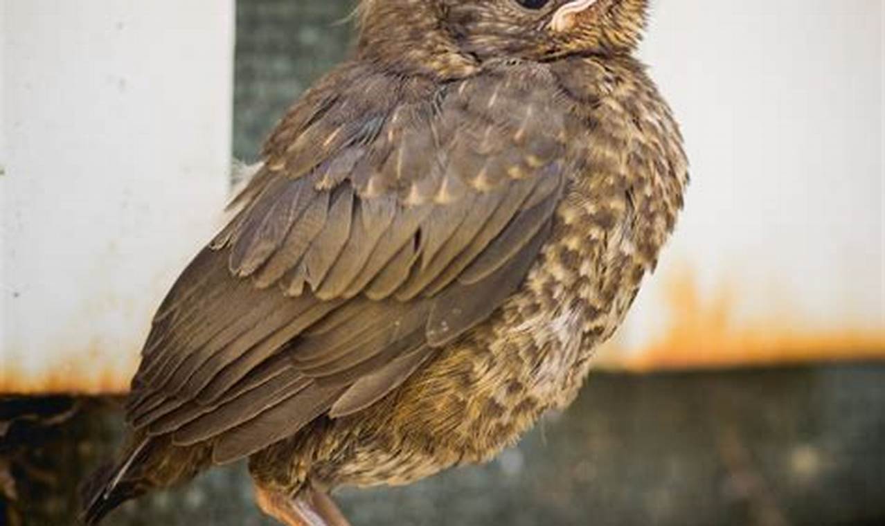 All About Baby Starling Care: Guide + Tips Baby Care 101: Essential Tips for Happy, Healthy Babies All About Baby Starling Care: Guide + Tips | Baby Care 101: Essential Tips for Happy, Healthy Babies