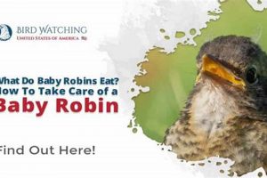 Rescue a Baby Robin: A Care Guide for Bird Lovers Baby Care 101: Essential Tips for Happy, Healthy Babies Rescue a Baby Robin: A Care Guide for Bird Lovers | Baby Care 101: Essential Tips for Happy, Healthy Babies