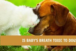 Dog Safety: Is Baby's Breath Toxic? Plant Guide Baby Care 101: Essential Tips for Happy, Healthy Babies Dog Safety: Is Baby's Breath Toxic? Plant Guide | Baby Care 101: Essential Tips for Happy, Healthy Babies