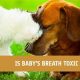 Dog Safety: Is Baby's Breath Toxic? Plant Guide | Baby Care 101: Essential Tips for Happy, Healthy Babies