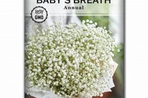 Buy Babys Breath Seed Online: Grow Beautiful Blooms! Baby Care 101: Essential Tips for Happy, Healthy Babies Buy Babys Breath Seed Online: Grow Beautiful Blooms! | Baby Care 101: Essential Tips for Happy, Healthy Babies