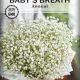 Buy Babys Breath Seed Online: Grow Beautiful Blooms! | Baby Care 101: Essential Tips for Happy, Healthy Babies