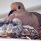 Tiny & Vulnerable: Baby Mourning Dove Guide + Tips | Baby Care 101: Essential Tips for Happy, Healthy Babies
