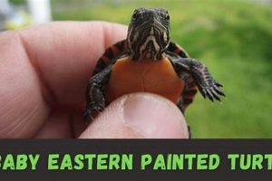 Expert Baby Painted Turtle Care Tips + Guide Baby Care 101: Essential Tips for Happy, Healthy Babies Expert Baby Painted Turtle Care Tips + Guide | Baby Care 101: Essential Tips for Happy, Healthy Babies
