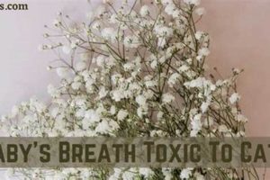 Is Baby's Breath Toxic? Risks, Symptoms & Safety Tips Baby Care 101: Essential Tips for Happy, Healthy Babies Is Baby's Breath Toxic? Risks, Symptoms & Safety Tips | Baby Care 101: Essential Tips for Happy, Healthy Babies