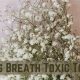 Is Baby's Breath Toxic? Risks, Symptoms & Safety Tips | Baby Care 101: Essential Tips for Happy, Healthy Babies