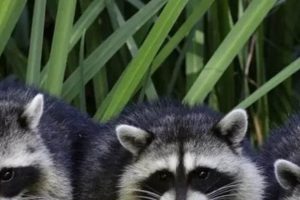 Raccoon Babies: How Many Babies Do Raccoons Have Per Litter? Baby Care 101: Essential Tips for Happy, Healthy Babies Raccoon Babies: How Many Babies Do Raccoons Have Per Litter? | Baby Care 101: Essential Tips for Happy, Healthy Babies