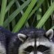 Raccoon Babies: How Many Babies Do Raccoons Have Per Litter? | Baby Care 101: Essential Tips for Happy, Healthy Babies
