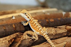 Caring for Your Little Bearded Dragon Baby: A Guide! Baby Care 101: Essential Tips for Happy, Healthy Babies Caring for Your Little Bearded Dragon Baby: A Guide! | Baby Care 101: Essential Tips for Happy, Healthy Babies