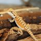Caring for Your Little Bearded Dragon Baby: A Guide! | Baby Care 101: Essential Tips for Happy, Healthy Babies