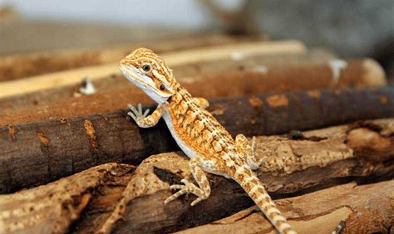 Caring for Your Little Bearded Dragon Baby: A Guide! Baby Care 101: Essential Tips for Happy, Healthy Babies Caring for Your Little Bearded Dragon Baby: A Guide! | Baby Care 101: Essential Tips for Happy, Healthy Babies