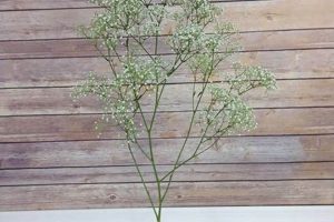 Unveiling 1 Stem of Baby's Breath: Beauty & Uses Baby Care 101: Essential Tips for Happy, Healthy Babies Unveiling 1 Stem of Baby's Breath: Beauty & Uses | Baby Care 101: Essential Tips for Happy, Healthy Babies