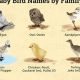 Chirping Charm: Bird Baby Names [Ideas & Meanings] | Baby Care 101: Essential Tips for Happy, Healthy Babies