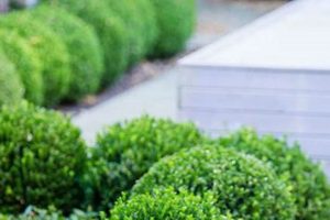 Little Wonders: Baby Gem Boxwood Care Tips Baby Care 101: Essential Tips for Happy, Healthy Babies Little Wonders: Baby Gem Boxwood Care Tips | Baby Care 101: Essential Tips for Happy, Healthy Babies