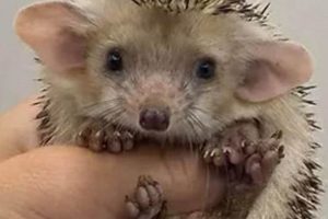 Cutest! OMG Baby Hedgehog NYT - Aww Overload Baby Care 101: Essential Tips for Happy, Healthy Babies Cutest! OMG Baby Hedgehog NYT - Aww Overload | Baby Care 101: Essential Tips for Happy, Healthy Babies