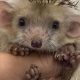 Cutest! OMG Baby Hedgehog NYT - Aww Overload | Baby Care 101: Essential Tips for Happy, Healthy Babies