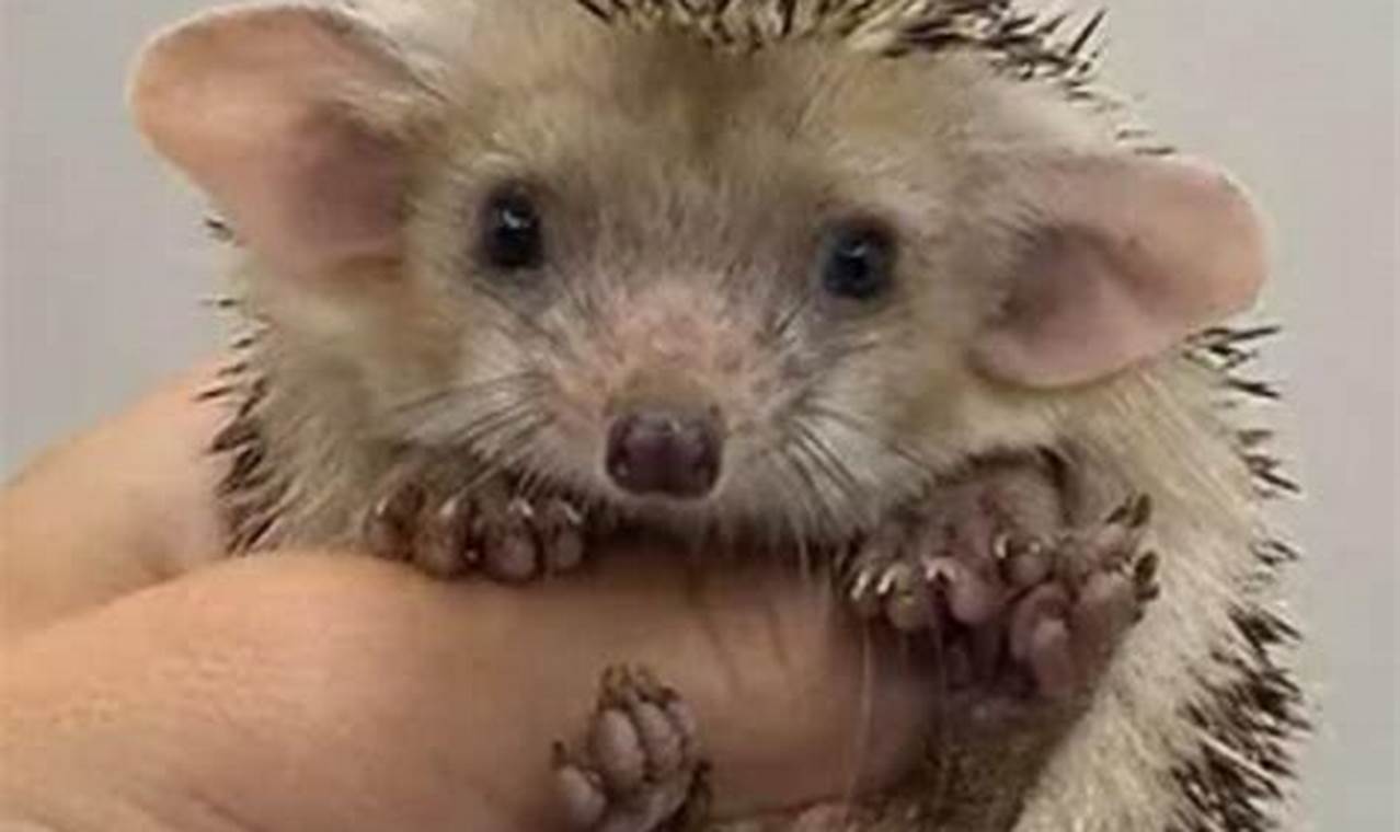 Cutest! OMG Baby Hedgehog NYT - Aww Overload Baby Care 101: Essential Tips for Happy, Healthy Babies Cutest! OMG Baby Hedgehog NYT - Aww Overload | Baby Care 101: Essential Tips for Happy, Healthy Babies