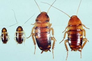 Identifying Baby American Cockroaches: A Guide to Nymphs Baby Care 101: Essential Tips for Happy, Healthy Babies Identifying Baby American Cockroaches: A Guide to Nymphs | Baby Care 101: Essential Tips for Happy, Healthy Babies