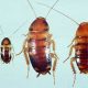Identifying Baby American Cockroaches: A Guide to Nymphs | Baby Care 101: Essential Tips for Happy, Healthy Babies
