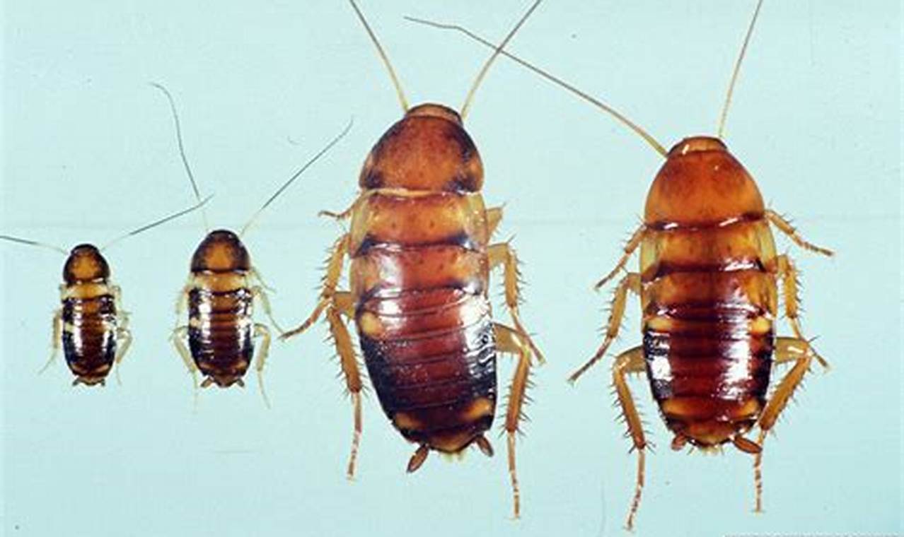Identifying Baby American Cockroaches: A Guide to Nymphs Baby Care 101: Essential Tips for Happy, Healthy Babies Identifying Baby American Cockroaches: A Guide to Nymphs | Baby Care 101: Essential Tips for Happy, Healthy Babies