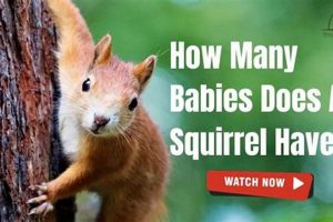 Squirrel Babies: How Many Babies Does a Squirrel Have? Info Baby Care 101: Essential Tips for Happy, Healthy Babies Squirrel Babies: How Many Babies Does a Squirrel Have? Info | Baby Care 101: Essential Tips for Happy, Healthy Babies