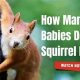 Squirrel Babies: How Many Babies Does a Squirrel Have? Info | Baby Care 101: Essential Tips for Happy, Healthy Babies