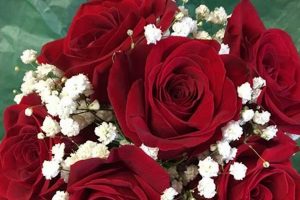 Beyond Beauty: Red Roses & Baby's Breath Bouquets Tips | Baby Care 101: Essential Tips for Happy, Healthy Babies